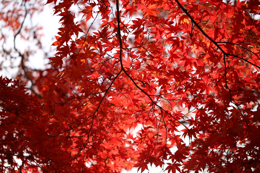 日本の色、ベニイロ。