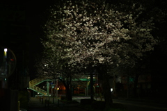 桜が丘という街で