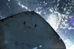 年パスお買い上げ毎度ありぃ～