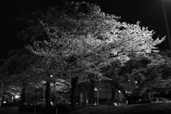 夜桜を見に。