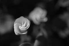 成人の日、我が愚かさを悔いる