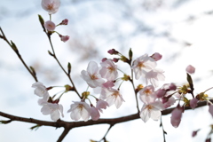 雪の日に、春を思ふ。