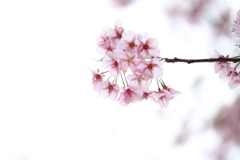 Sakura Saku