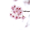 Sakura Saku