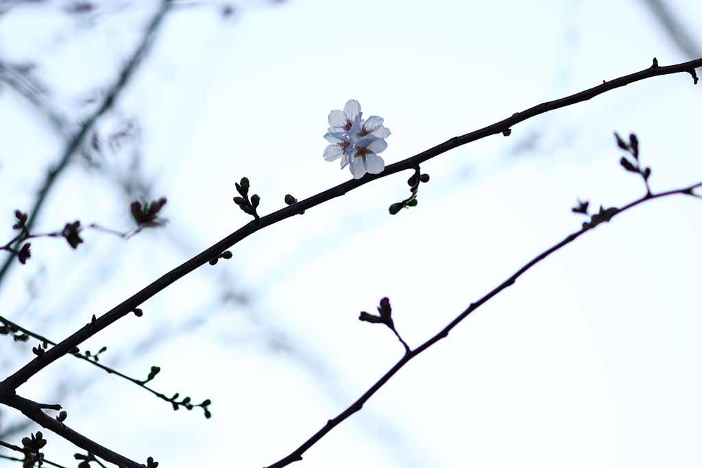 去年の桜