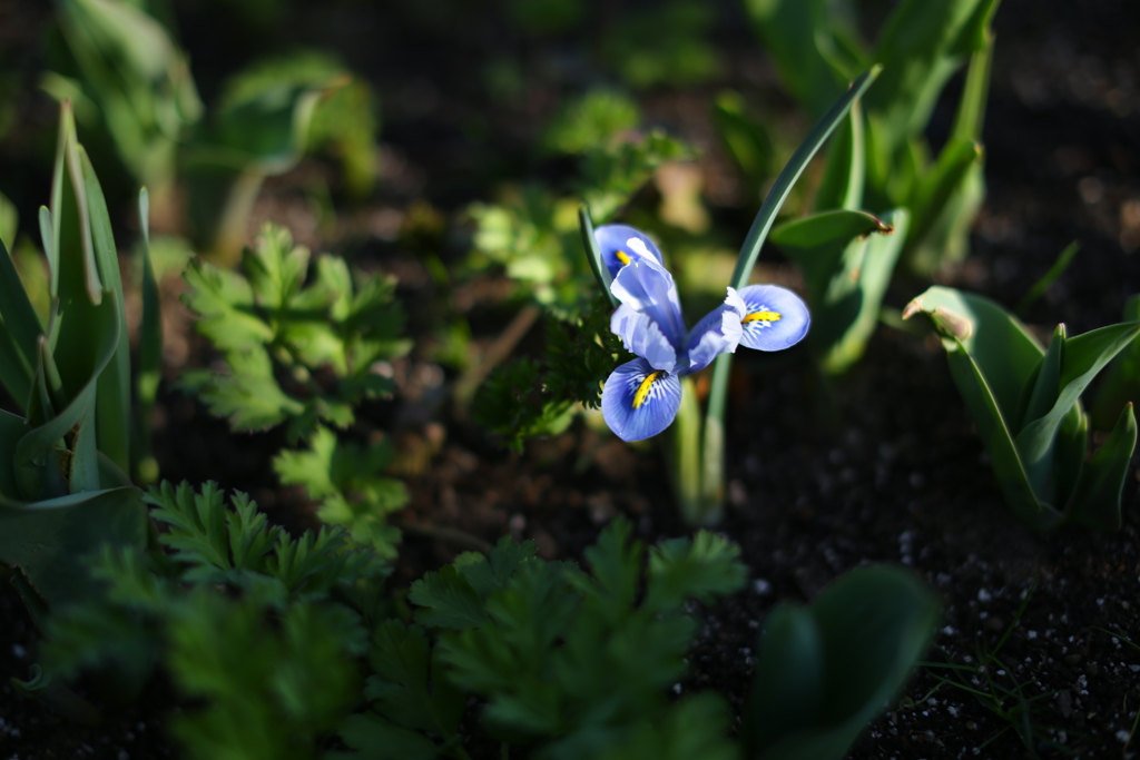 そしてハナハナアゲイン