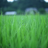 稲撮り