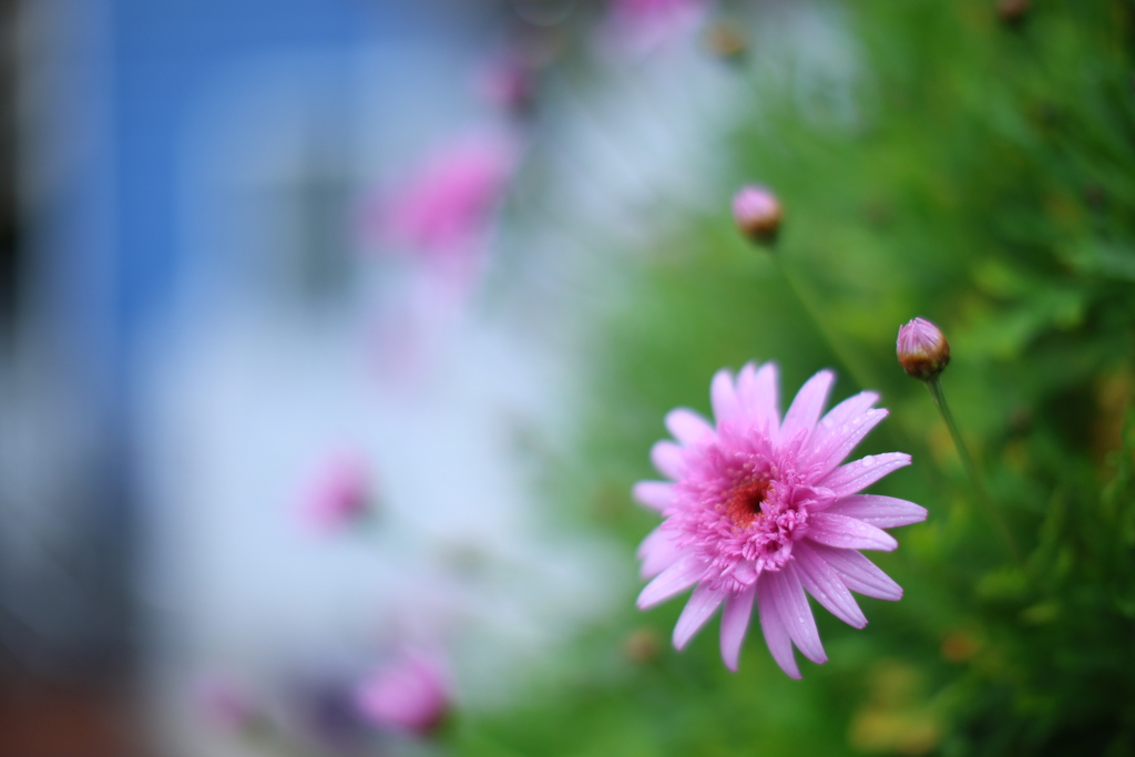 菜種梅雨