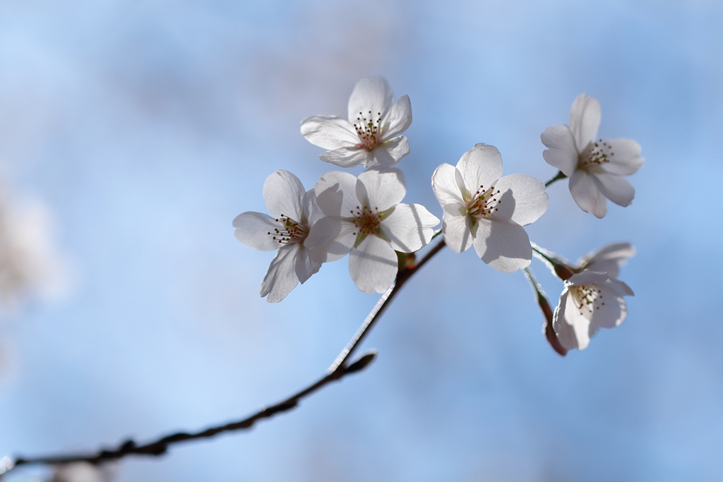 桜2018⑥