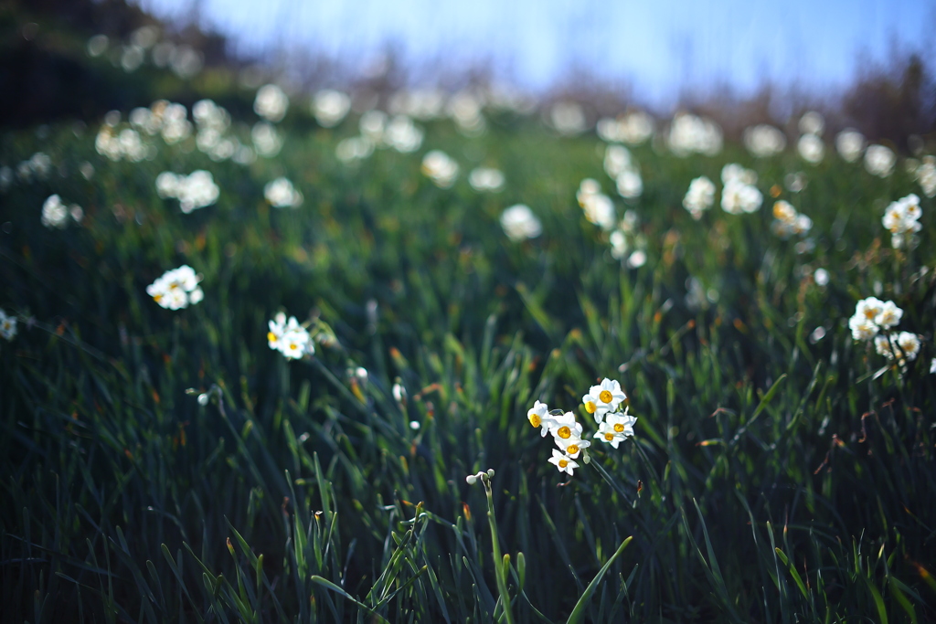 伊豆 爪木崎 水仙祭りへ