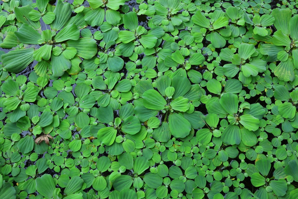 GREEEEN