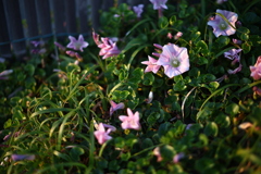 砂浜に咲く花