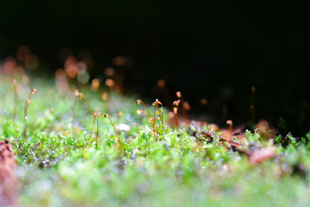 苔、挙手する。