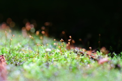 苔、挙手する。