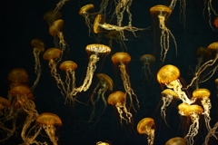 JELLYFISH