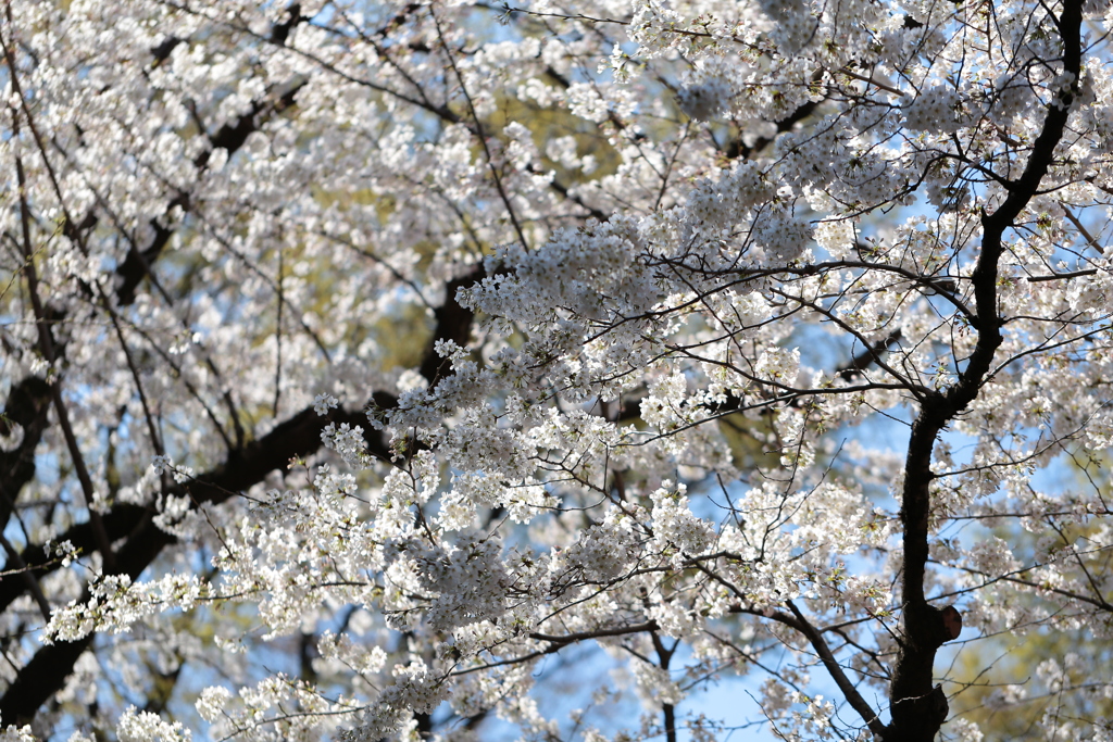 うるせえ花だ。