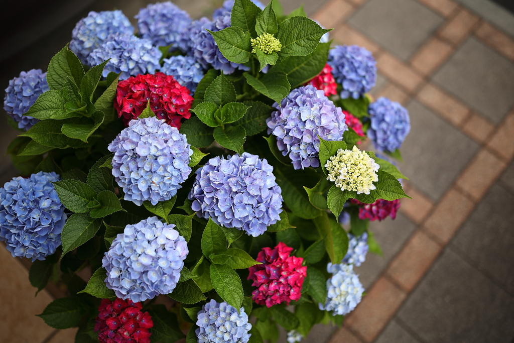 赤紫の花