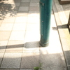 面影もなく