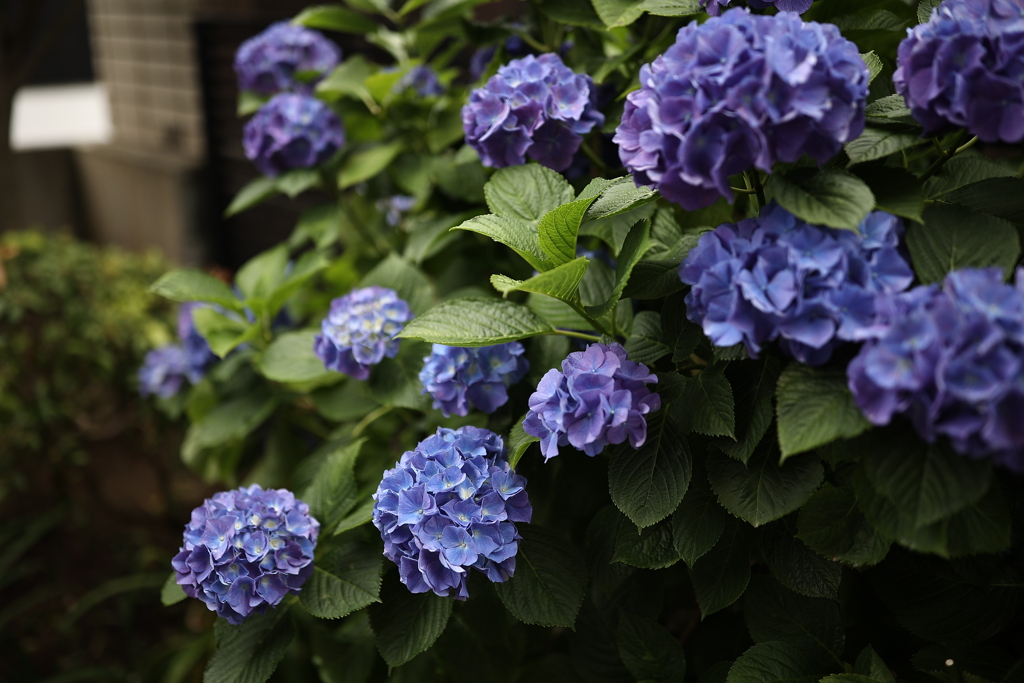 実家の紫陽花が咲いていた。