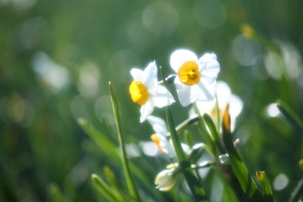 風に揺れながら