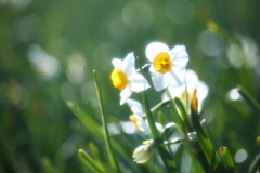 風に揺れながら