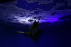 撮れるもんなら