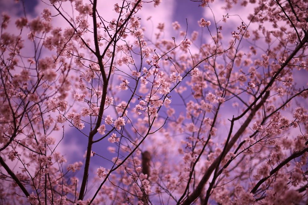 今年の桜