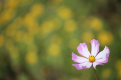 里山のコスモス