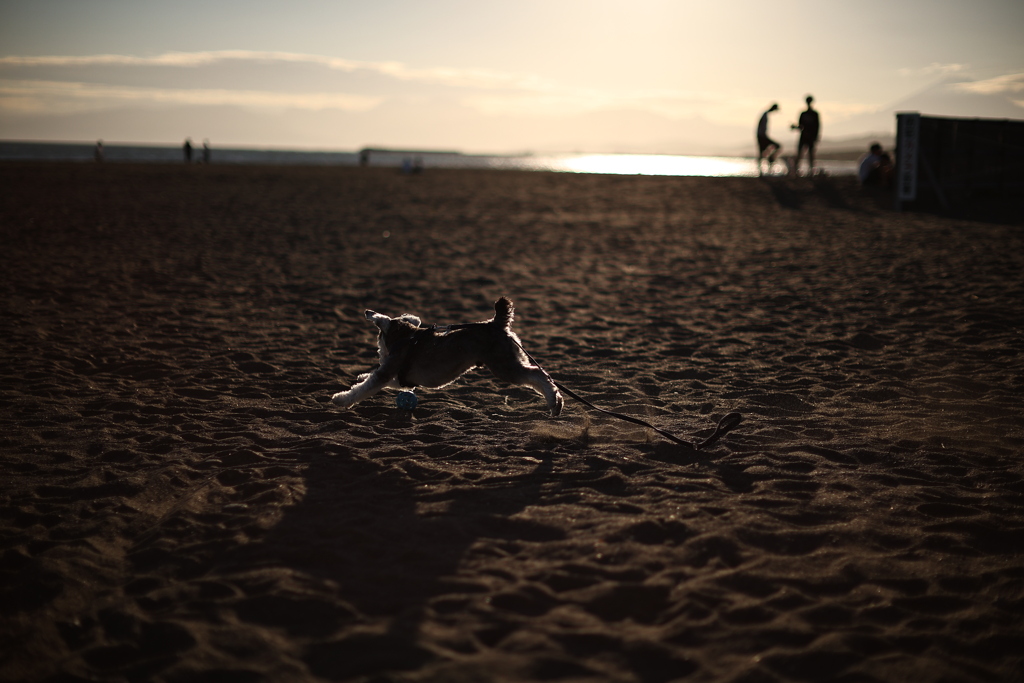 犬、光る。