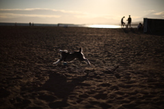 犬、光る。
