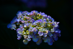 暗く重い雨の中、なおも明るく咲く。