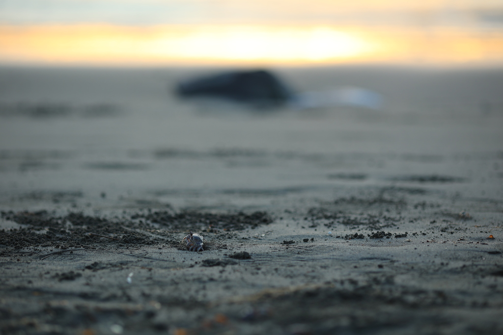 顔を出したのは