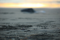 顔を出したのは