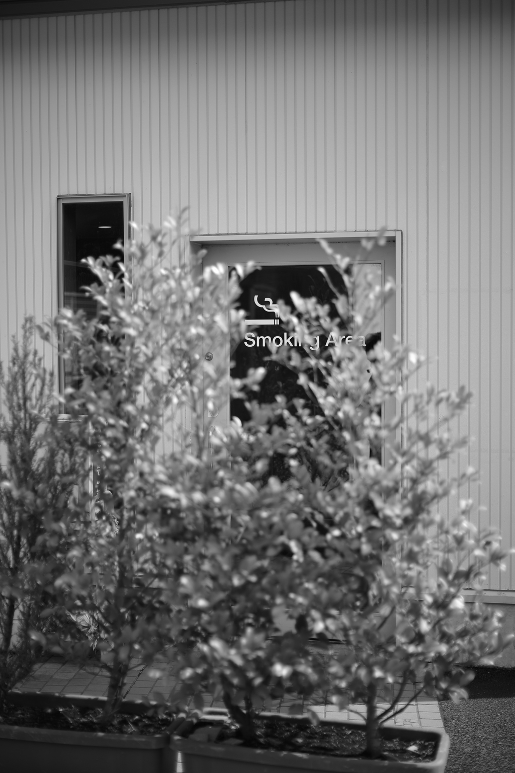 向こうのオアシス