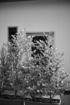 向こうのオアシス