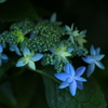 紫陽花⑤