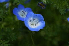 ネモフィラちゃん