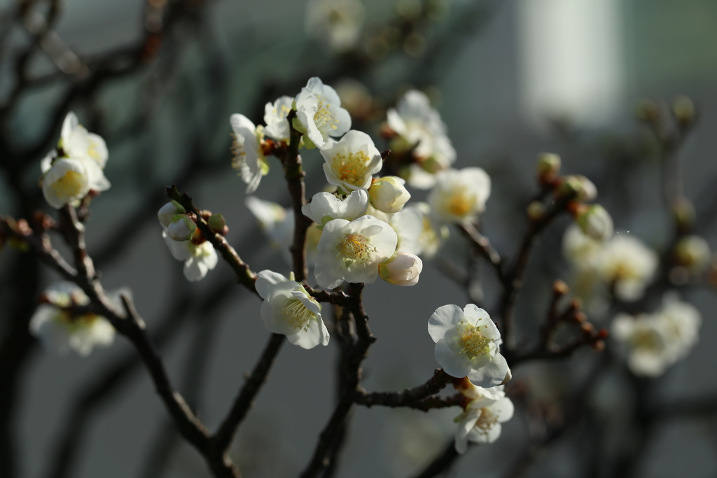 梅の花