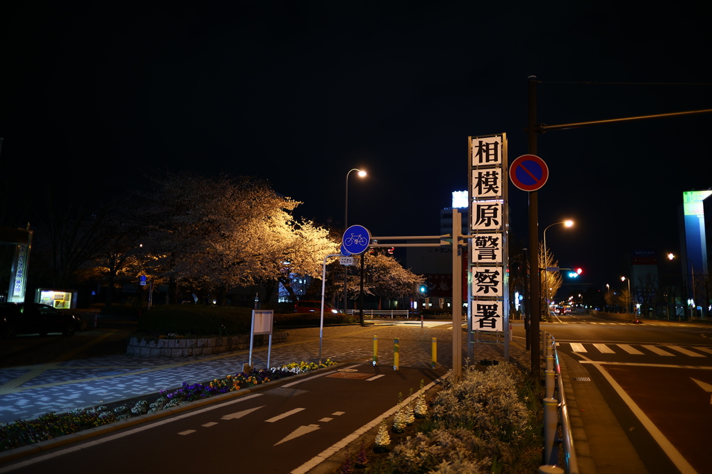 ガミケイの桜
