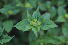 ただいま準備中