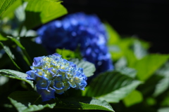 実家の紫陽花、満開でした！