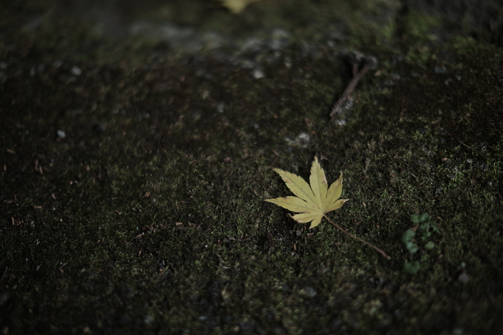 面白い変化を楽しむ