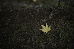 面白い変化を楽しむ