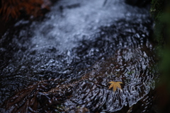 わかったって紅葉でしょ