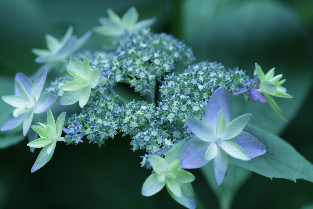 アジサイ、開花です。