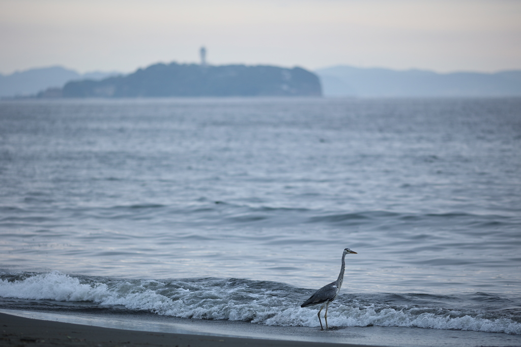 マヨちゃんへ。