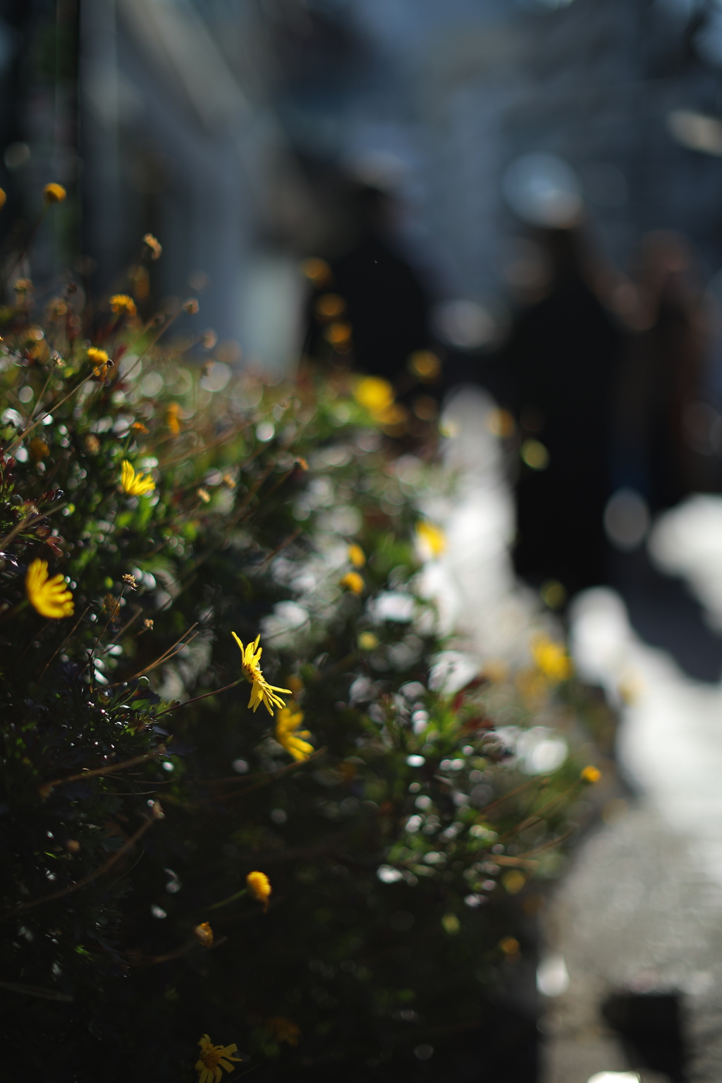 トボトボトボトボ