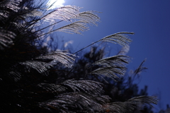 サクッ！と佐久で。