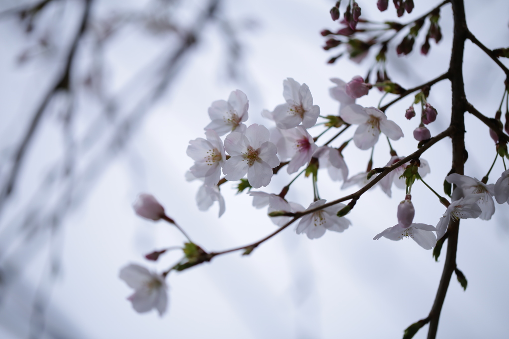 隣家の花