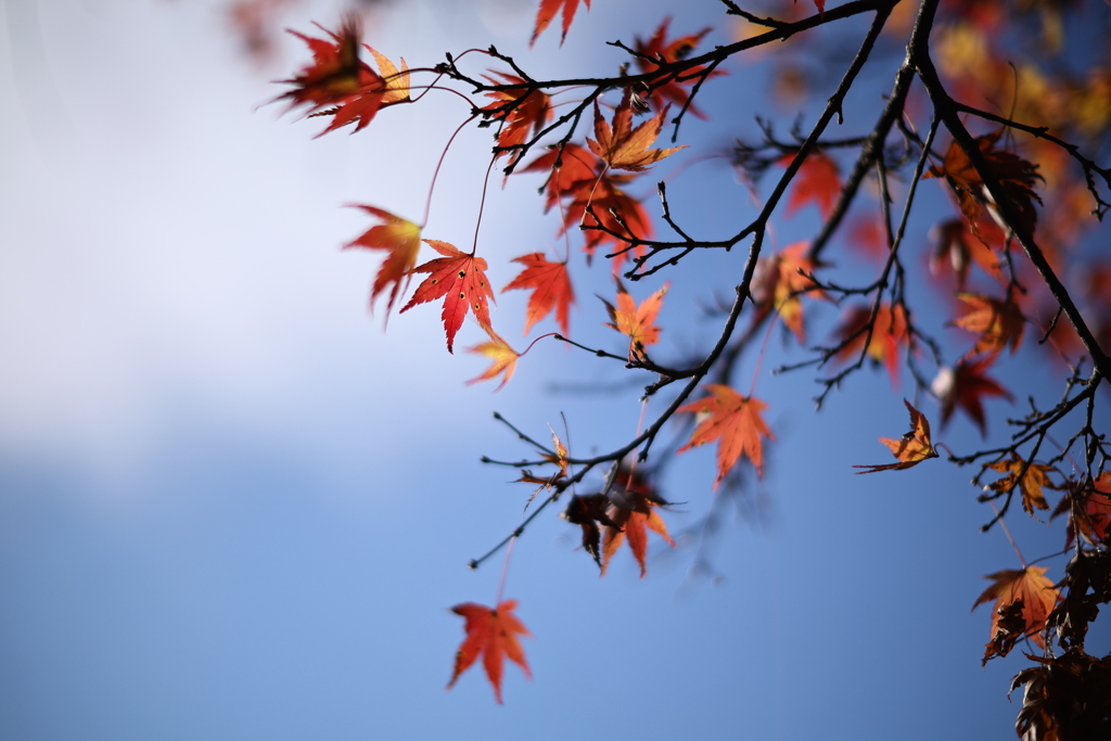 紅葉を狩る